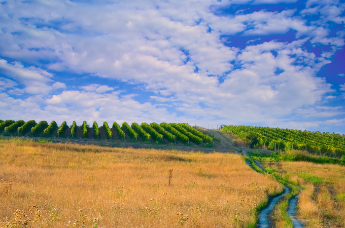 Ein sonniger Weinberg in Nordmazedonien, auf sanften Hügeln unter einem strahlend blauen Himmel mit weißen Wolken. Die Reihen grüner Rebstöcke sind sorgfältig angelegt und von goldenen, trockenen Wiesen umgeben.