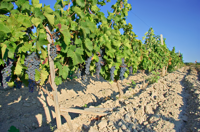 Weinreben mit reifen, dunkelblauen Trauben in einem sonnenverwöhnten Weinberg in Nordmazedonien.