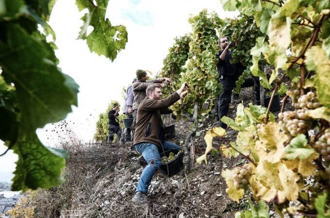 Mehrere Winzer ernten reife Trauben in Axel Paulys Weinberg in Deutschland, umgeben von grünen Blättern und Rebstöcken. Qualitätswein aus Tradition.