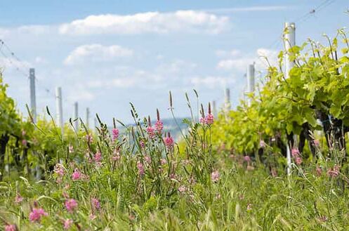 Grüne Weinreben mit pinkfarbenen Blumen in einem sonnigen Weinberg im Frühling. Perfekt für frische Frühlingsweine.