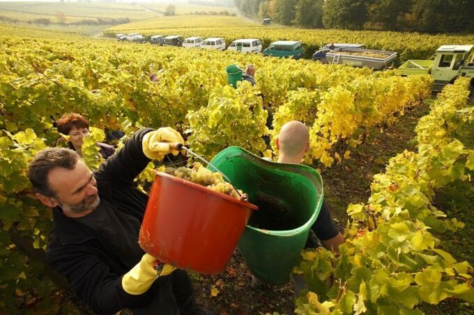 Winzer bei der Traubenlese im Kloster Eberbach Weinberg, Herbstlandschaft, gelbe Rebstöcke. Hochwertige Weine vom Kloster Eberbach genießen!