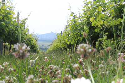 Nahaufnahme eines grünen Weinbergs im Sommer mit blühenden Wildblumen im Vordergrund bei Pfaffl Hundsleiten, Wein genießen in malerischer Umgebung.