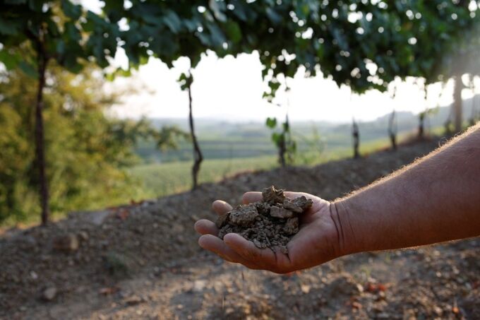 Hand hält Erde im Pighin-Weinberg vor grüner Landschaft. Perfekte Erde für erstklassigen italienischen Wein.