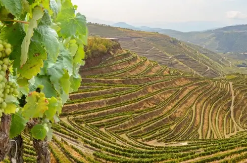 Weinberge in Portugal mit grünen Weinreben, saftigen, hellgrünen Trauben und terrassierten, hügeligen Landschaft. Hervorragende Weine aus Portugal genießen!