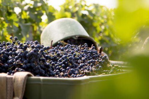 Nahaufnahme von reifen Trauben in einer Kiste während der Weinernte in Rheinhessen; Weinberge im Hintergrund. Qualität aus Deutschlands bekanntester Weinregion!