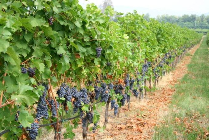 Reihe von grünen Weinreben mit reifen, dunkelblauen Trauben in den malerischen Weinbergen von Tenuta Marcati in Italien.