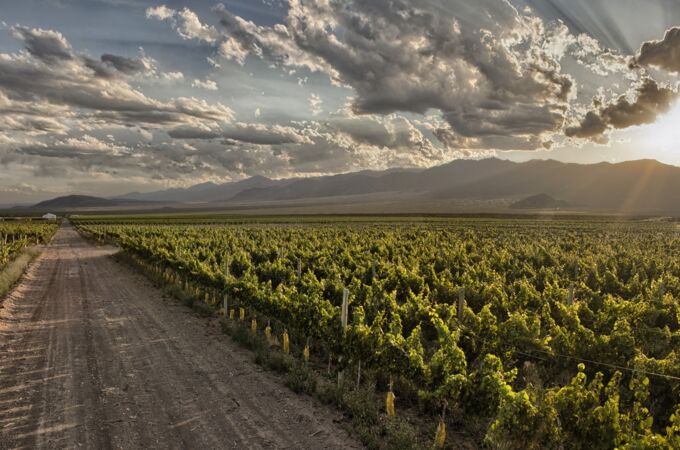 Ein traumhaftes Weinberg-Panorama in Argentinien bei Sonnenaufgang, mit üppigen Reben und majestätischen Bergen im Hintergrund. Perfekt für Trapiche Liebhaber!