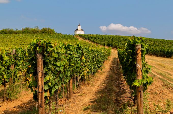 Ein ungarischer Weinberg mit saftig grünen Rebstöcken, die in langen Reihen wachsen und von der Sonne beschienen werden. Im Hintergrund steht eine kleine weiße Kapelle auf einem Hügel.