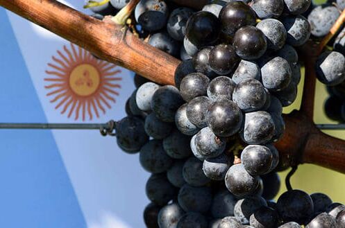 Reife Trauben an einem Weinstock vor einer argentinischen Flagge, symbolisiert hochwertige argentinische Weine.