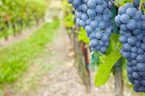 Strahlend blaue Dornfelder Weintrauben hängen reif an der Rebe im Weinberg, bereit für die Ernte.