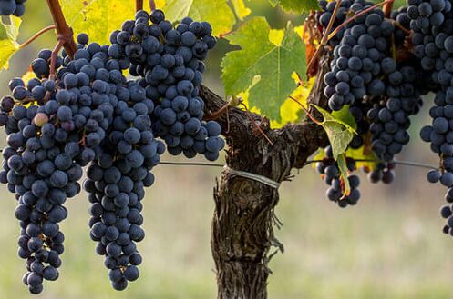 Reife, dunkelrote Pauillac-Trauben hängen an der Weinrebe, umgeben von grünen Blättern im Bordeaux-Weinberg. Genuss pur aus Pauillac!