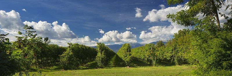 Weitläufige Bottega Weinberge in Italien bei sonnigem Wetter unter blauem Himmel mit weißen Wolken.