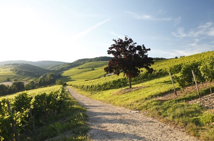 Weinberg mit grünem Hügel, Einzelbaum auf Kiesweg im Kloster Eberbach Steinberg bei Sonnenschein, ideal für Riesling Weine