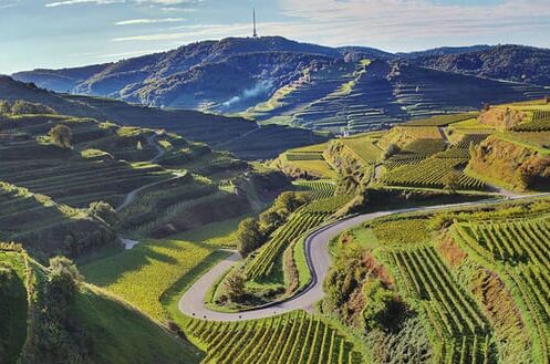 Weinberg mit grünen Rebstöcken in hügeliger Landschaft an einem sonnigen Tag, ideales Anbaugebiet für hochwertige Weine.