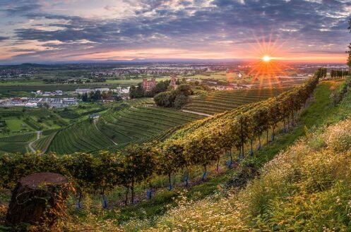 Panoramaansicht der badischen Weinregion bei Sonnenuntergang mit grünen Weinbergen im Vordergrund. Perfekte Weine aus Baden!