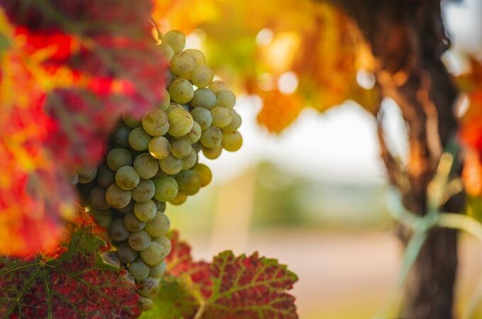 Nahaufnahme von Bio-Weißwein-Trauben am Rebstock, umgeben von buntem Herbstlaub.