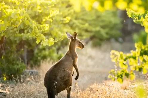 Känguru steht zwischen üppigen Weinreben in Australien bei Sonnenuntergang. Ideal für feine australische Weißweine.