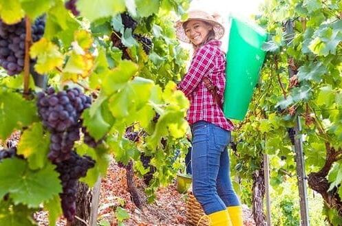 Eine lachende Frau mit Strohhut und gelben Gummistiefeln erntet reife Trollinger-Trauben in einem sonnigen Weinberg.