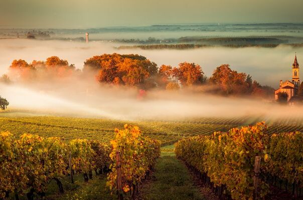 Weinberge in Frankreich im morgendlichen Nebel, umgeben von Herbstbäumen und einem kleinen Dorf, das eine Kirche hat. 