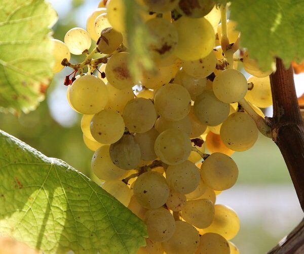 Nahaufnahme von gelben Weintrauben am Rebstock unter Sonnenlicht, ideal für Chateau Tanesse Weißwein. Entdecken Sie den frischen Geschmack!