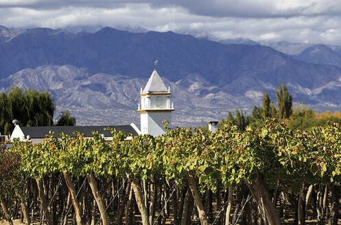 Weingut in Argentinien mit grünen Weinreben und malerischem Bergpanorama im Hintergrund. Entdecken Sie die Weine vom Fuße der Anden!