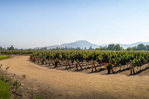 Panoramablick auf ein malerisches Weinbaugebiet in Chile, umgeben von Bergen, mit gepflegten Weinstöcken unter strahlend blauem Himmel.