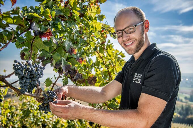 Winzer in schwarzem Polohemd schneidet reife Trauben im Weinberg. Perfekte Trauben für hochwertigen Wein.