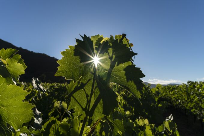 Nahaufnahme von grünen Weinreben des Weinguts Montes in Chile, beleuchtet von Sonnenstrahlen, vor strahlend blauem Himmel und Hügeln im Hintergrund.