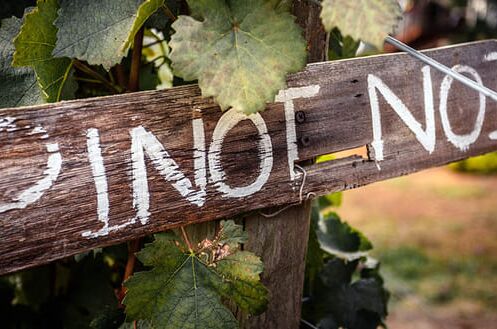 Holzschild mit Aufschrift "Pinot Noir" in einem Weinberg, umgeben von Weinreben und Blättern. Entdecken Sie edle Pinot Noir Weine!