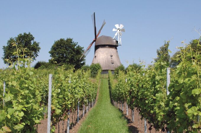 Weinberg mit grünen Reben, Blick auf Grebin Mühle unter blauem Himmel. Perfekter Ort für Qualitätswein.