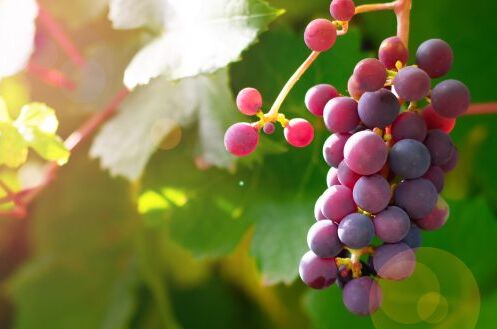 Cluster von reifen roten Trauben am Weinstock in der Sonne, ideal für Bio-Rotwein. Perfekt für nachhaltigen Weinbau.