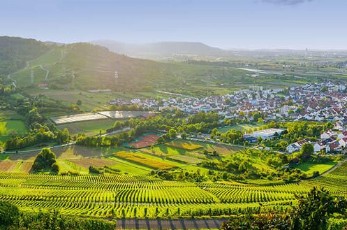 Panorama eines sonnigen Trollinger-Weinanbaugebiets mit grünen Weinreben und malerischer Landschaft, ideal für Weinliebhaber!