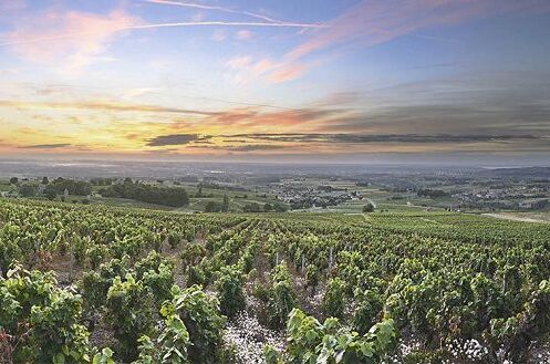 Weinberge in Frankreich bei Sonnenuntergang, grüne Reben und weite Landschaft, ideal für französischen Rotwein-Produkte.