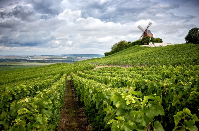 Weinberg in der Champagne Region mit einer Windmühle im Hintergrund, ideal für Champagneranbau. Entdecken Sie die Essenz französischer Weinkultur!