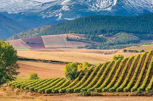 Landschaft mit Tempranillo-Weinreben auf sorgfältig gepflegten Feldern, umgeben von grünen Hügeln und schneebedeckten Bergen. Qualität und Genuss vereint!