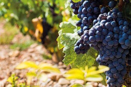 Nahaufnahme von reifen Tempranillo-Weintrauben am Rebstock an einem sonnigen Tag im Weinberg. Entdecken Sie die Vielfalt unseres Weinsortiments!