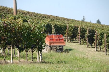 Ein italienischer Weinberg von Alibrianza mit einem beladenen Traktoranhänger, der rote Kisten für die Weinlese transportiert. Traumhafter Weinanbau!