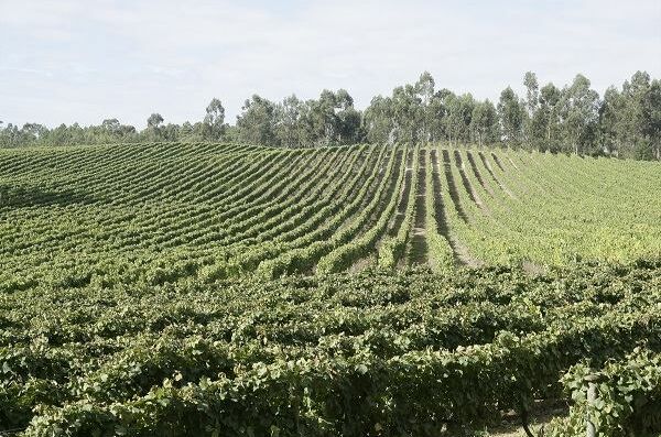 Grüne Weinberge der Quinta da Aveleda in Portugal mit dicht bepflanzten Reihen von Reben und Bäumen im Hintergrund. Ein Genuss für jeden Weinliebhaber!