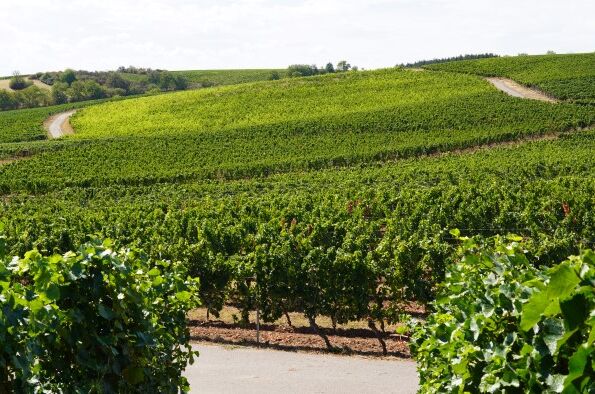 Weingut SJ Montigny in der Nahe: Grüne, weite Weinberge und malerische Hügel laden ein. Perfekt für Liebhaber deutscher Weine!