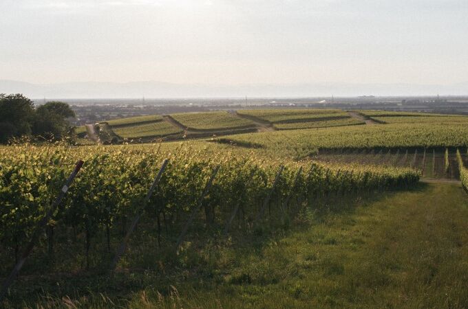 Weingut Noll in Deutschland, weitläufige Weinberge im Hintergrund bei Sonnenuntergang. Genießen Sie die Schönheit und Qualität unserer Weine!