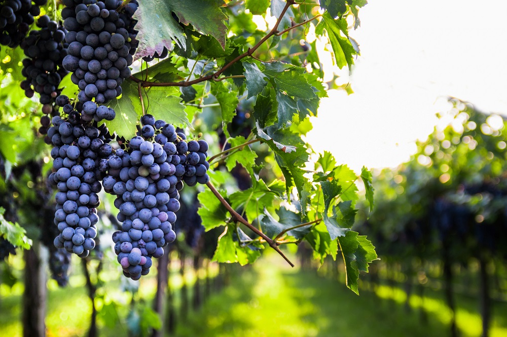 Reife, dunkelviolette Trauben hängen in dichten Trauben an einem Weinstock in einem sonnigen Weinberg, umgeben von grünen Blättern und Reihen weiterer Rebstöcke im Hintergrund.