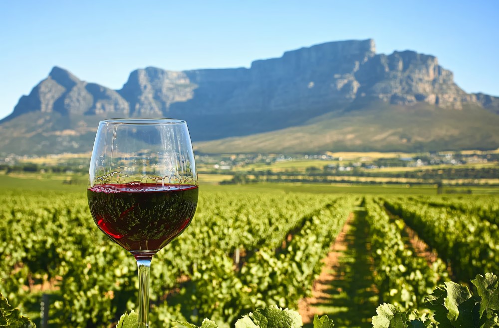 Pinotage Ein Glas tiefroter Pinotage steht inmitten eines südafrikanischen Weinbergs mit Blick auf den majestätischen Tafelberg – Symbol für die Herkunft und den Charakter dieser einzigartigen Rebsorte.