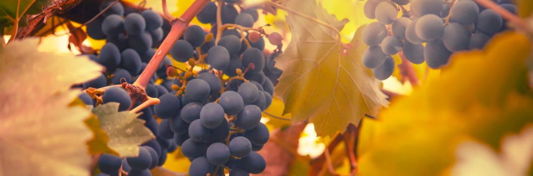 Nahaufnahme reifer Doppio Passo Primitivo Trauben in einem Weinberg bei goldenem Licht. Perfekt für Weinkenner.